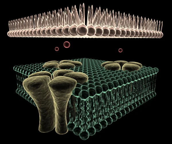 Canales iónicos de una celda Imagen De Stock
