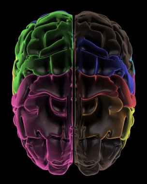 renkli alanlar beyin, üstten görünüm