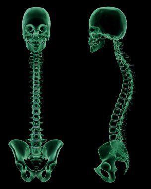 X-ray skeletal structure of the Human Spine,Spine, and Pelvic Girdle clipart