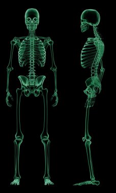 insan kolunun röntgen iskelet yapısı