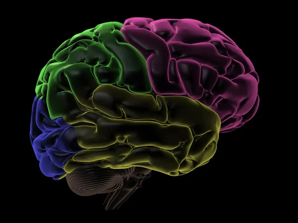 Coloured areas of the Brain, right-side view — Stock Photo, Image