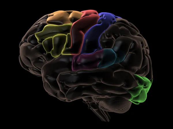 Kolorowe obszary mózgu, po lewej stronie widoku — Zdjęcie stockowe