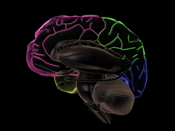Áreas coloreadas del cerebro, vista lateral derecha, sin hemisferio izquierdo —  Fotos de Stock