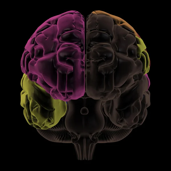 Kolorowe obszary mózgu, widok z przodu — Zdjęcie stockowe