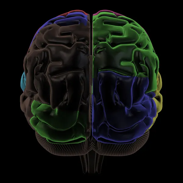 Färgade områden i hjärnan, bakifrån — Stockfoto