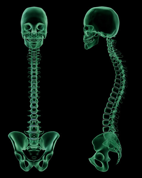 X-ray skeletal structure of the Human Spine,Spine, and Pelvic Girdle