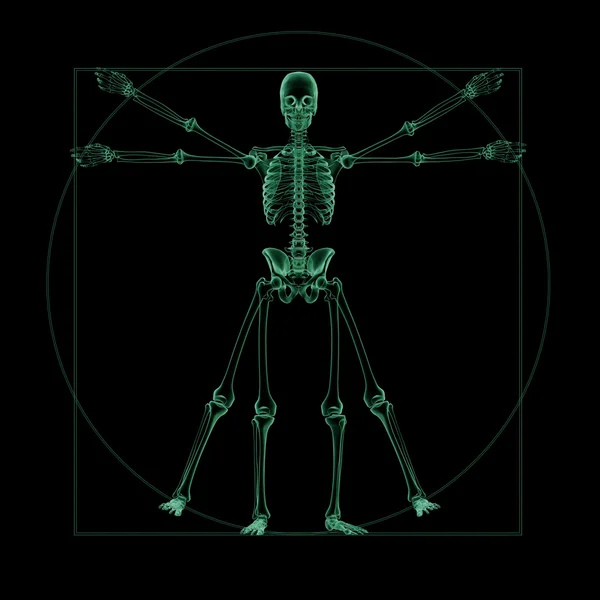 Рентгеновская структура скелета Витрувианского человека — стоковое фото