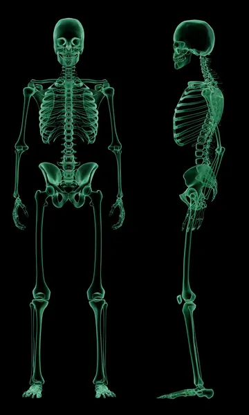X-ray skeletal structure of the Human Arm — Stock Image X-ray skeletal structure of the Human Arm Stock Image