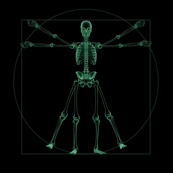 X-ray skeletal structure of a Vitruvian Man — Stock Image X-ray skeletal structure of a Vitruvian Man Stock Picture