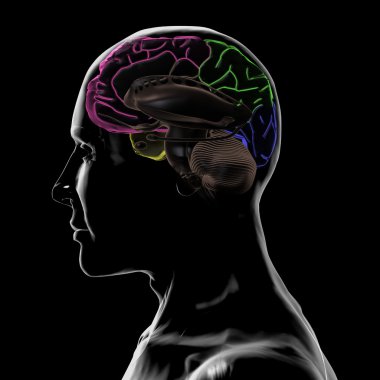 See-through left-side of the head and Brain, without left-hemisphere clipart