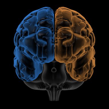 Hemispheres of the brain front view clipart