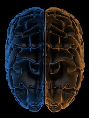 Hemispheres of the brain top view clipart