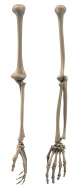 Skeletal structure of the arm clipart