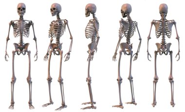 Skeleton, five views clipart