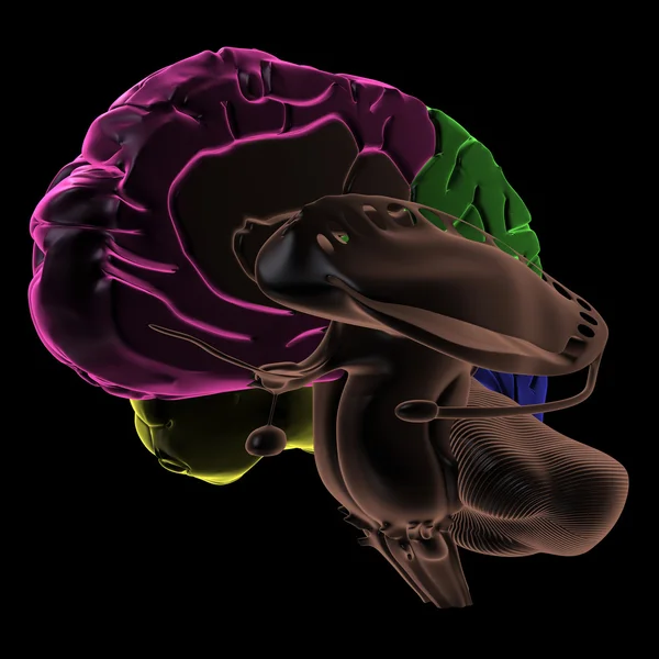 Кольорові області мозку, вигляд з трьох чвертей — стокове фото