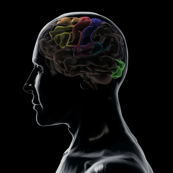 Se-igenom vänster sida av huvudet och hjärnan — Stockfoto