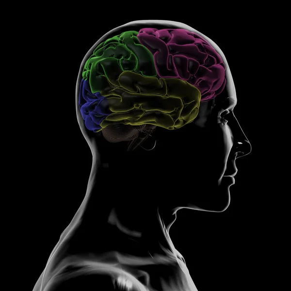 Ver através do lado direito da cabeça e do cérebro — Fotografia de Stock