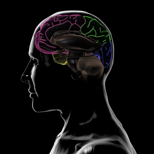 Ver a través del lado izquierdo de la cabeza y el cerebro, sin hemisferio izquierdo —  Fotos de Stock