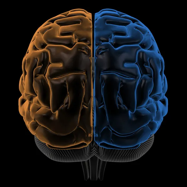 Półkule mózgu, widok z tyłu — Zdjęcie stockowe