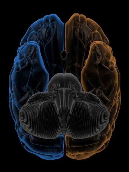 Ημισφαίρια του εγκεφάλου κάτω Δες — Φωτογραφία Αρχείου