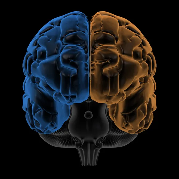 Hemisférios da visão frontal do cérebro — Fotografia de Stock