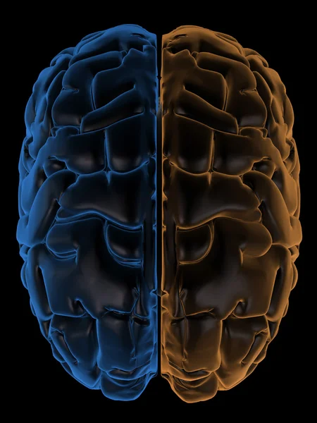 Hemispheres of the brain top view — Stock Photo, Image