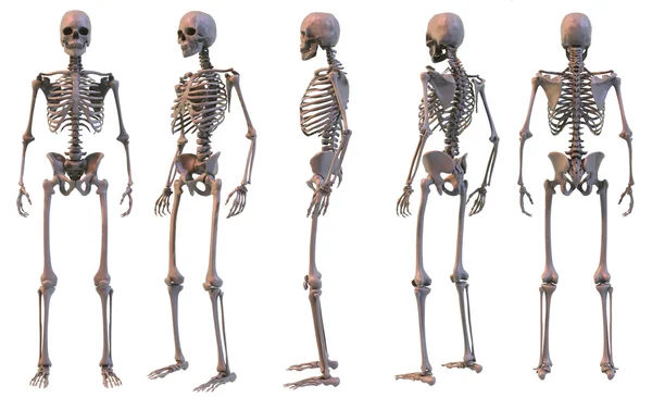 Skelett, fem visningar — Stockfoto