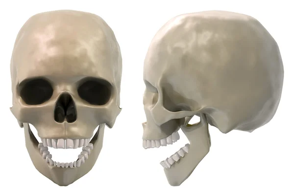 Crânio dianteiro e lateral, mandíbula aberta — Fotografia de Stock