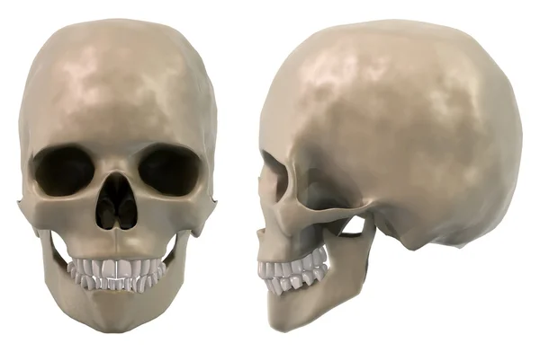 Skull front and side — Stock Photo, Image