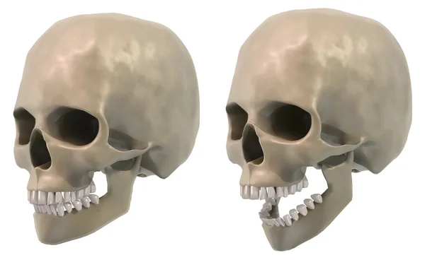 Skull three-quarters, jaw closed and open — Stock Photo, Image