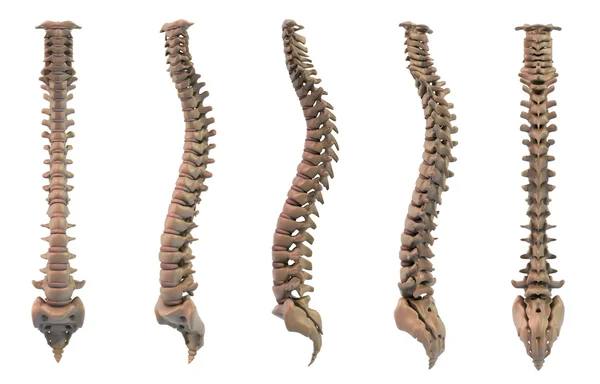 Spine five views — Stock Photo, Image