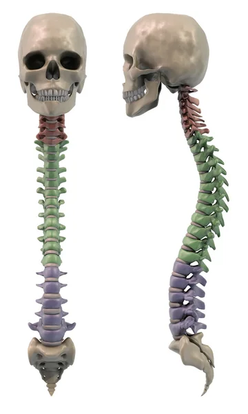 Secciones de la columna vertebral Imagen de archivo
