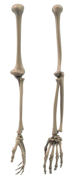 Σκελετική δομή του βραχίονα Εικόνα Αρχείου