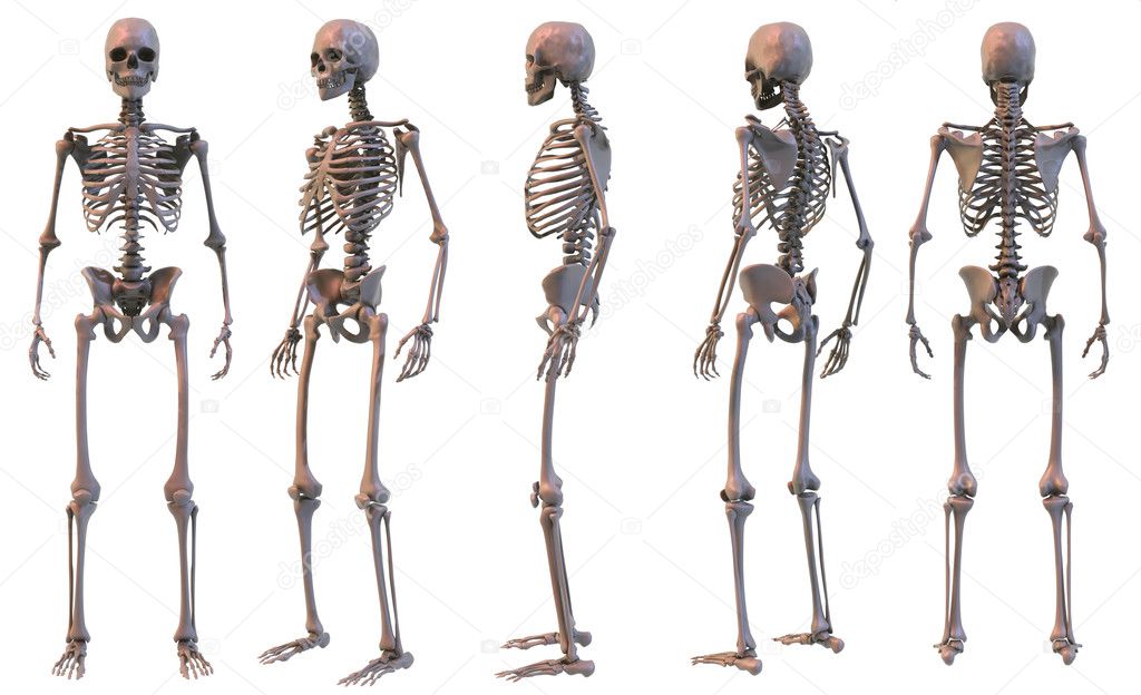 Skeleton, five views