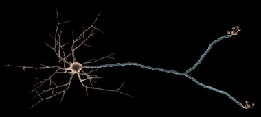 Multipolar neuron clipart