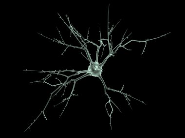 iki nöron hücre gövdesi