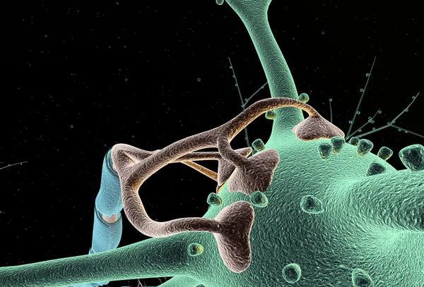 Nöron yakın çekim — Stok fotoğraf