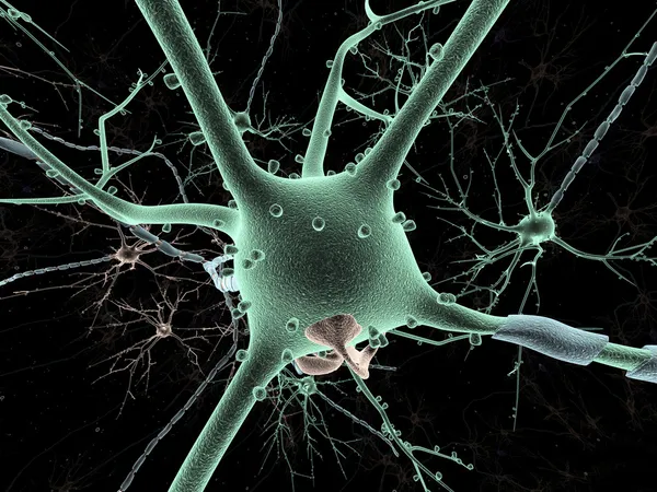 Κυτταρικό σώμα του νευρώνα διάνοια- Royalty Free Εικόνες Αρχείου