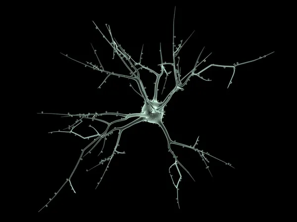 두 개의 뉴런의 세포 체 스톡 사진