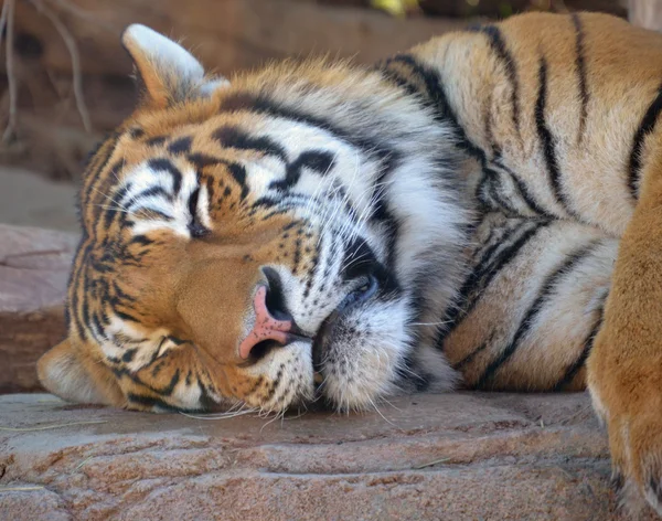Tigre adormecido Fotos De Bancos De Imagens