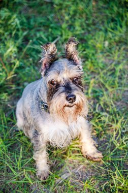 Schnauzer çimlerde oturuyor