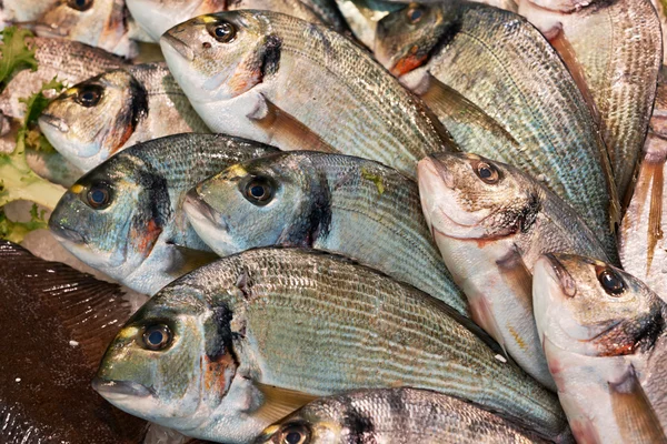 Camarões no mercado do peixe — Fotografia de Stock