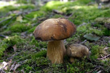 Forest mushroom clipart