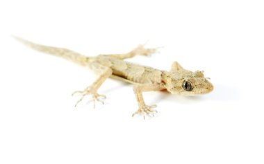 beyaz izole gecko