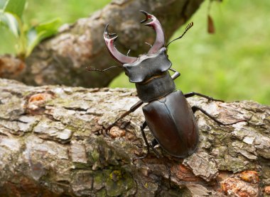 stag Beetle boynuzları gösterilen