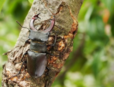 bir ağaç dalı Stag beetle