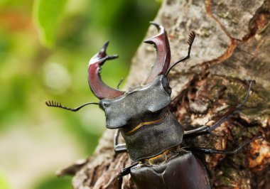 Horns of a stag beetle clipart