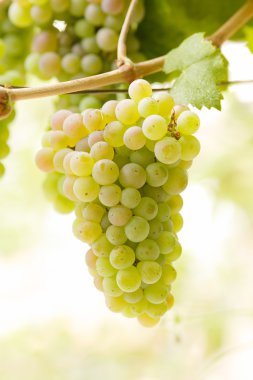 Bunch of white grapes clipart