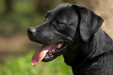 Siyah labrador retriever başkanı