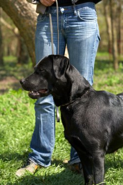 Labrador geri almak ve efendisinin